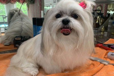 Pretty Paws | Dog Grooming | Phone: 516.410.8787 | Email: PrettyPawsip@yahoo.com