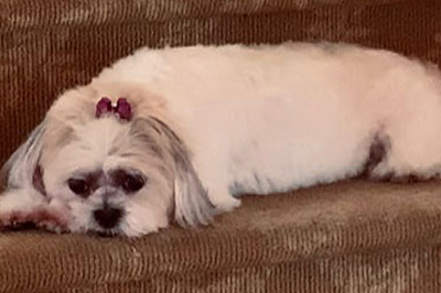 Pretty Paws | Dog Grooming | Phone: 516.410.8787 | Email: PrettyPawsip@yahoo.com