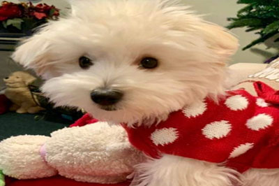 Pretty Paws | Dog Grooming | Phone: 516.410.8787 | Email: PrettyPawsip@yahoo.com