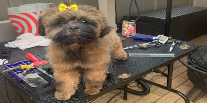 Pretty Paws | Dog Grooming | Phone: 516.410.8787 | Email: PrettyPawsip@yahoo.com