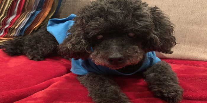 Pretty Paws | Dog Grooming | Phone: 516.410.8787 | Email: PrettyPawsip@yahoo.com