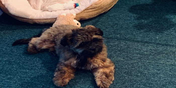 Pretty Paws | Dog Grooming | Phone: 516.410.8787 | Email: PrettyPawsip@yahoo.com