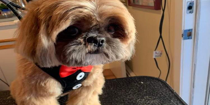 Pretty Paws | Dog Grooming | Phone: 516.410.8787 | Email: PrettyPawsip@yahoo.com