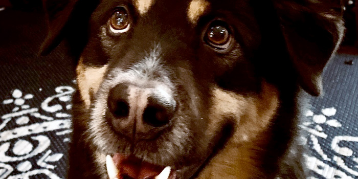 Pretty Paws | Dog Grooming | Phone: 516.410.8787 | Email: PrettyPawsip@yahoo.com