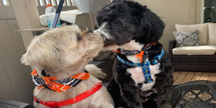 Pretty Paws | Dog Grooming | Phone: 516.410.8787 | Email: PrettyPawsip@yahoo.com