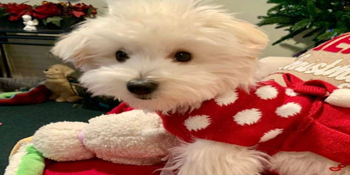 Pretty Paws | Dog Grooming | Phone: 516.410.8787 | Email: PrettyPawsip@yahoo.com