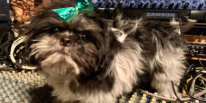 Pretty Paws | Dog Grooming | Phone: 516.410.8787 | Email: PrettyPawsip@yahoo.com